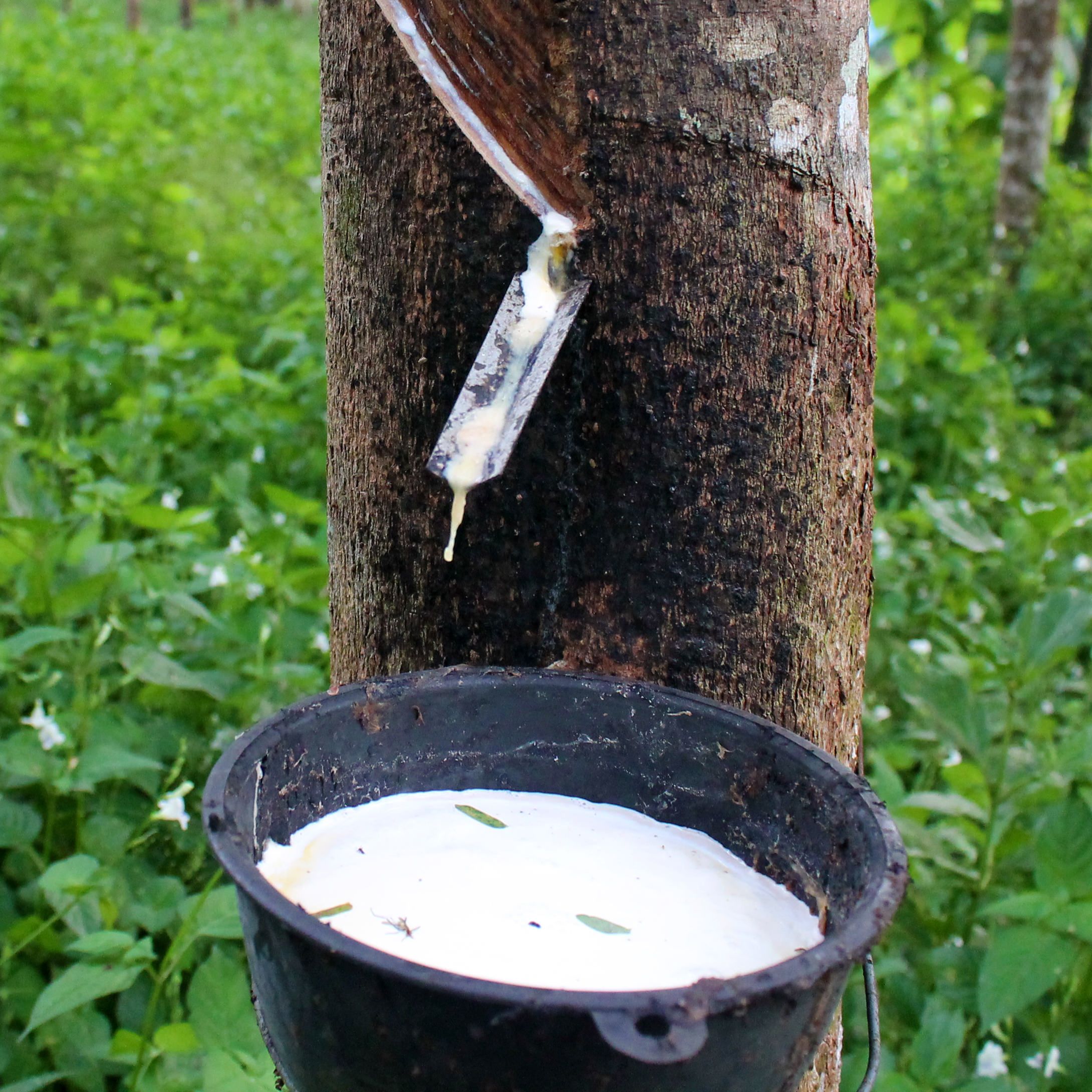 <p>eudicot; rubber tree/plant; native to the Amazonian basin; primary source of rubber</p>