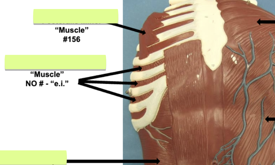 <p>Label Muscle No# </p>