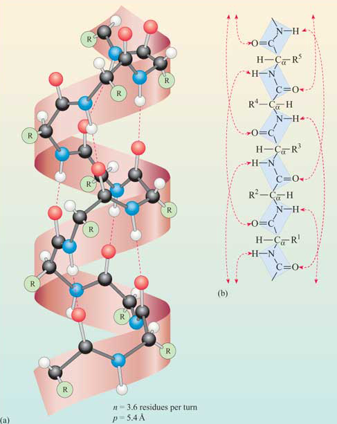 <p>One turn every 4 residues, and each residue faces the same side of the helix</p>