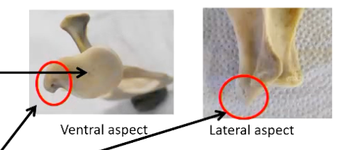 <p><strong>Ventral surface:</strong></p><ul><li><p>Glenoid cavity :</p></li><li><p>Concave</p></li><li><p>smooth subchondral / articular surface for shoulder joint</p></li></ul><p></p><p><strong>• Supraglenoid tubercle</strong></p><ul><li><p>Attachment of biceps brachii muscle</p></li></ul><p></p>