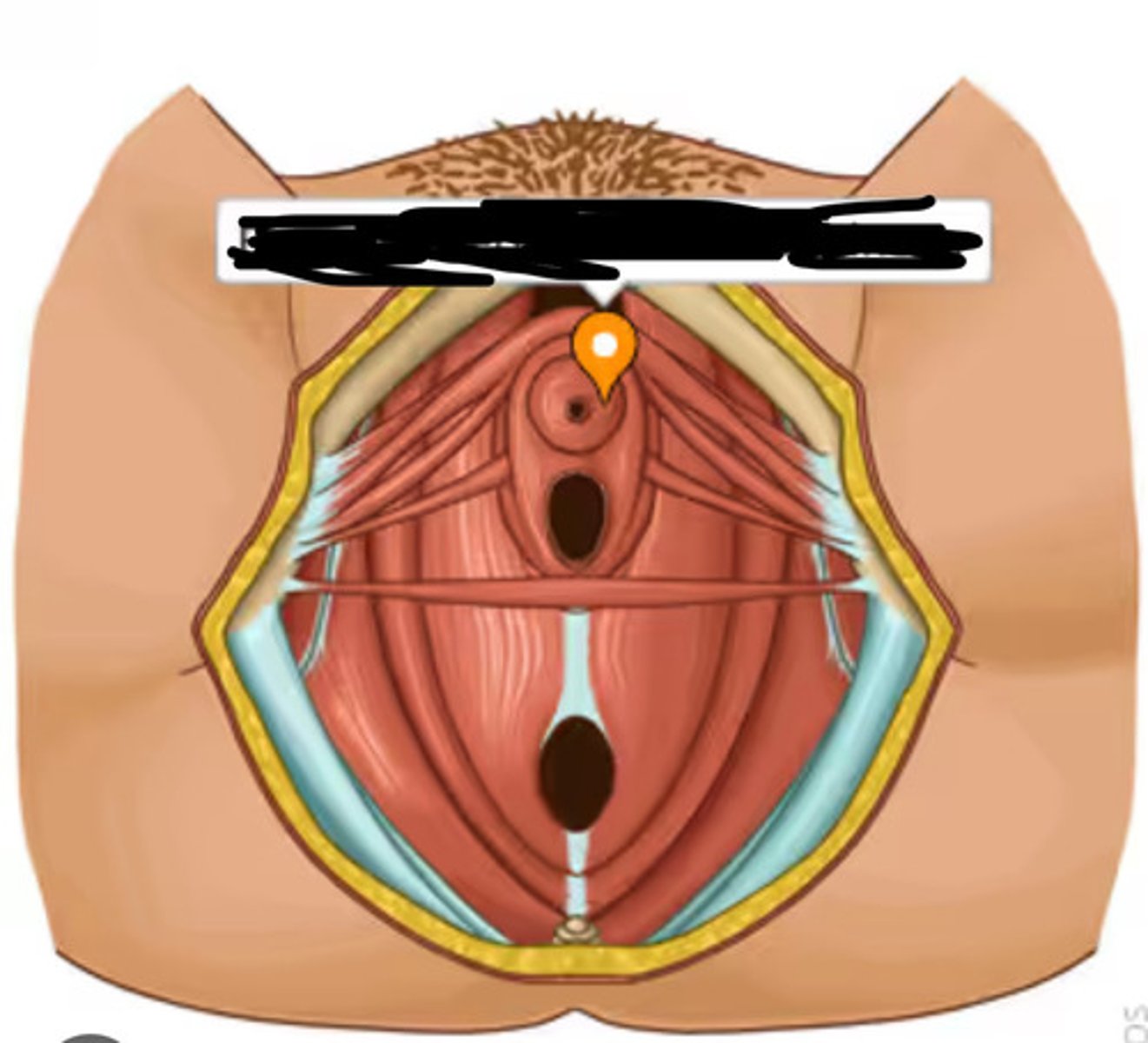 <p>What pelvic floor muscle is this, and what is its action (female)</p>