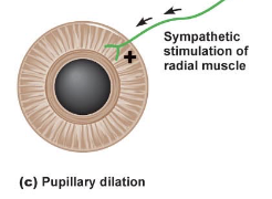 <p>pupillary dilation from dilator pupillae </p>
