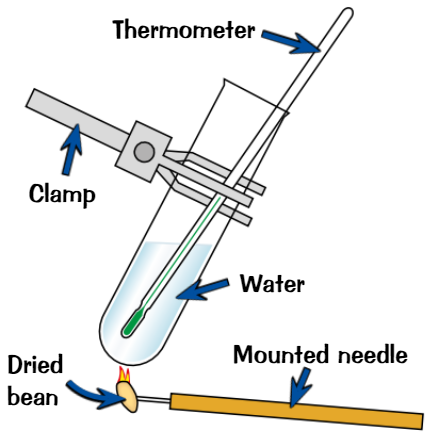 <ul><li><p>Need <strong>dry food </strong>that <strong>burns easily</strong></p></li><li><p><strong>Weigh </strong>a small amount of food, skewer it on <strong>mounted needle</strong></p></li><li><p>Add a set volume of <strong>water </strong>in a test tube (held with clamp)</p><ul><li><p>will be used to <strong>measure</strong> amount of energy released when food is burnt</p></li></ul></li><li><p>Measure water <strong>temp</strong>, then <strong>set fire</strong> to food using <strong>Bunsen flame</strong></p></li><li><p><strong>Hold </strong>burning food <strong>under</strong> boiling tube until it goes out</p></li><li><p><strong>Relight </strong>food + <strong>hold </strong>under tube - <strong>keep doing</strong> until food doesn’t catch fire again</p></li><li><p><strong>Measure temp</strong> of water again</p></li></ul>