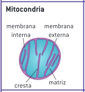 <p><span style="background-color: transparent;">La forma de las mitocondrias es variable, pero generalmente esférica u ovoide. Producen ATP para la célula por respiración celular aeróbica. Las grasas se digieren aquí si son utilizadas como fuente de energía para la célula.</span></p>