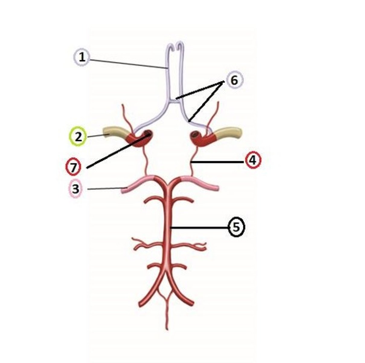 <p>The name of this structure.</p>