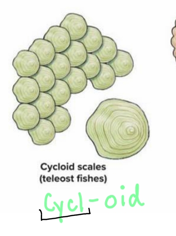 <p>Thin and flexible scales with smooth edges in overlapping rows, found in teleost fishes.</p>