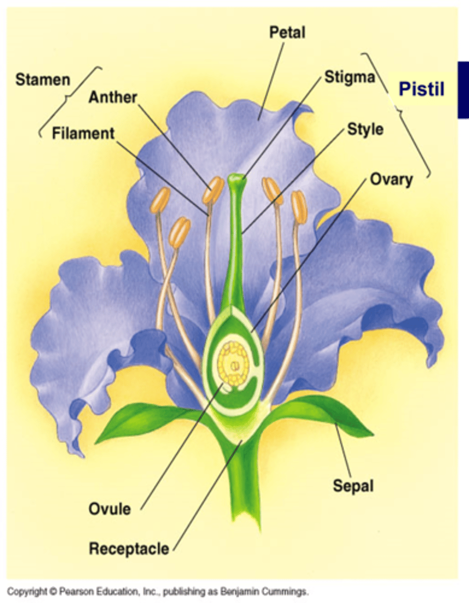 <p>sepal (calyx is made up of individual sepals)</p>