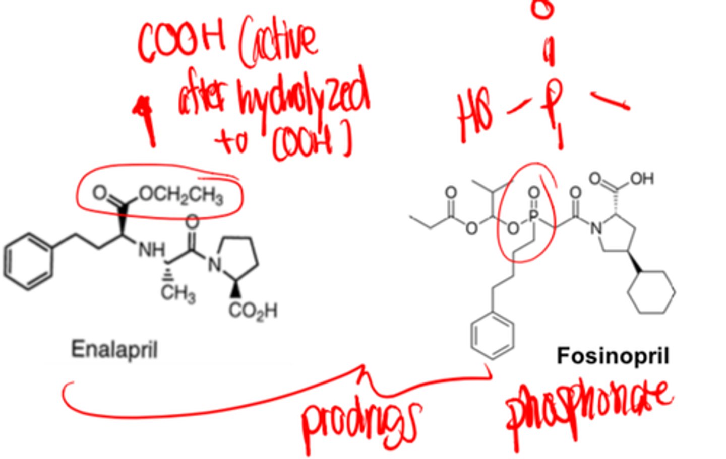 <p>- prodrugs</p><p>Only exceptions are captopril and lisinopril</p>