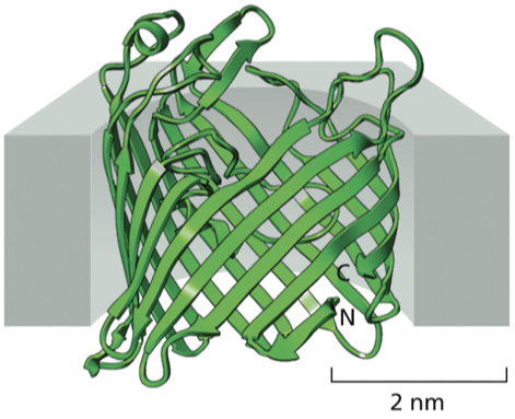 <p>Porin proteins</p><ul><li><p>large, water filled pores in mitochondrial and bacterial outer membranes </p></li><li><p>porins allow the passage of small nutrients, metabolites, and inorganic ions across their outer membranes, while preventing unwanted larger molecules from crossing </p></li></ul><p></p>