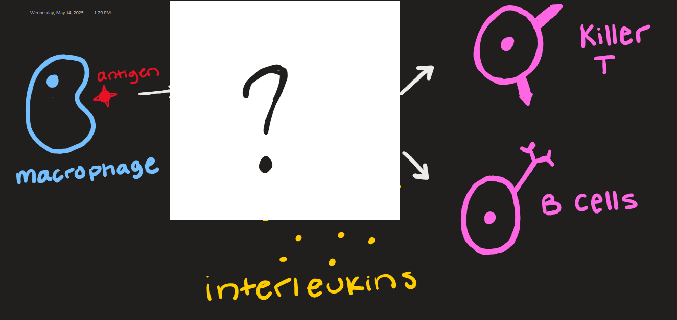<p>what goes here?</p>