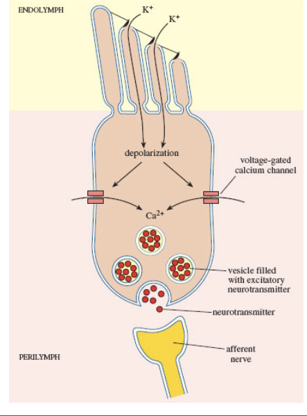 <p>Sensory Hair cells: Inner &amp; Outer</p>