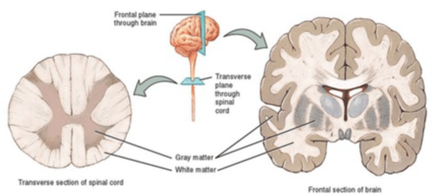 <p>- Grey matter: contains most of the brain's neuronal cell bodies (serves to process information)</p><p>- White matter: contains bundles and axons, which connect various grey matter areas (allows for communication to and from grey matter)</p>