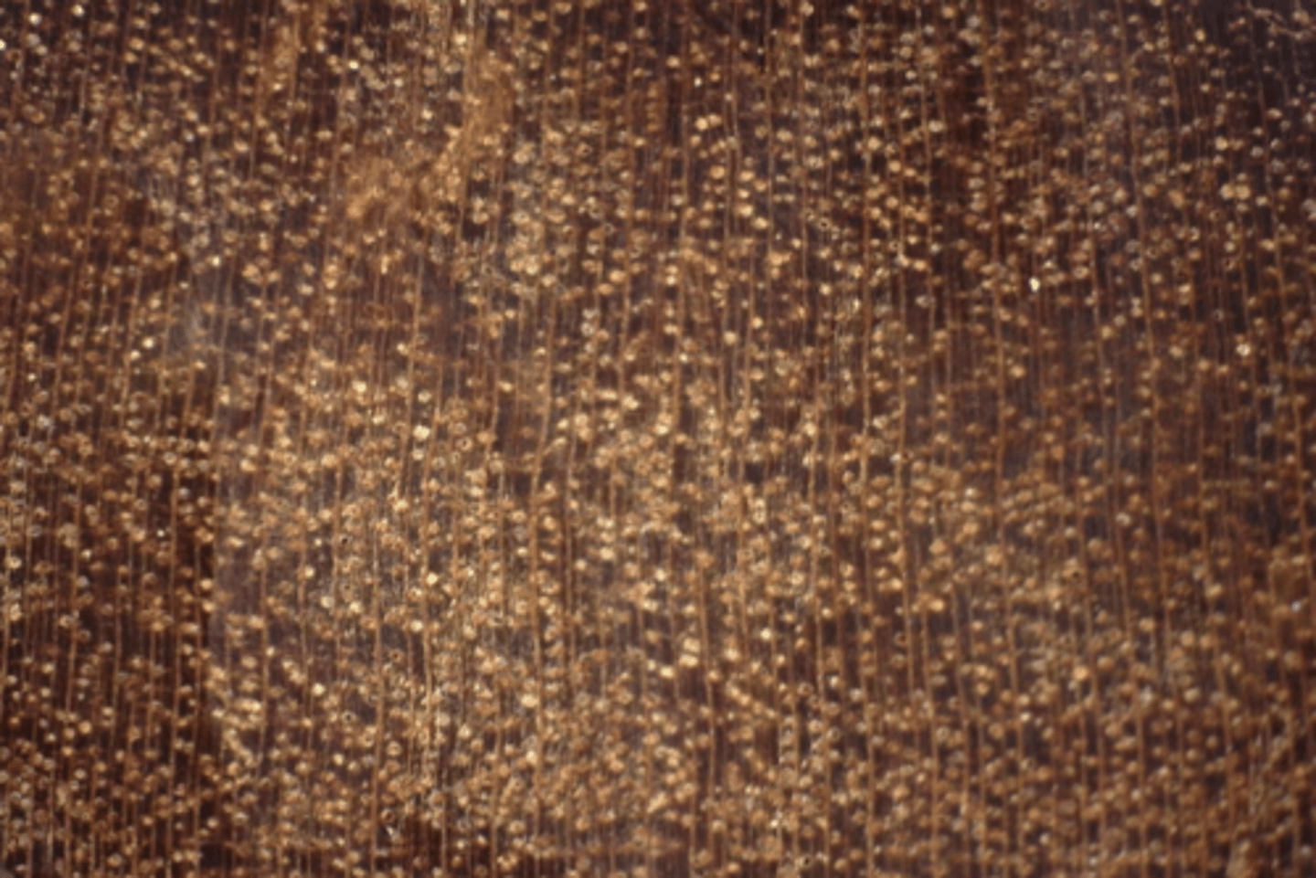 <p>Wood yellowish brown; minute solitary pores; diffuse resin ducts; combination of broad and narrow wood rays</p>
