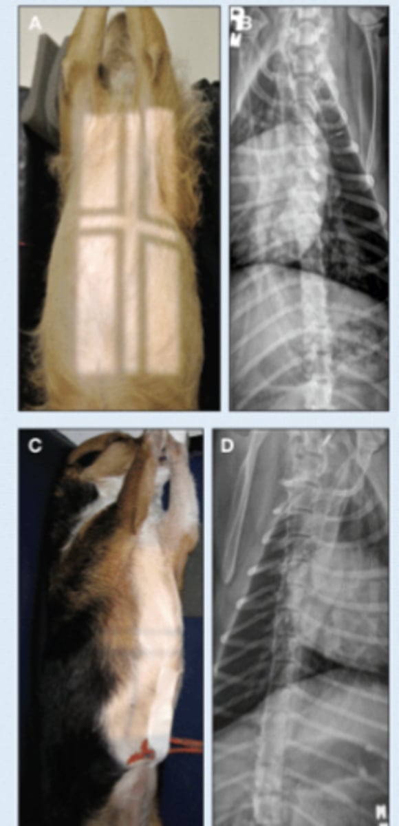 <p>• Patient in dorsal recumbency, tipped right or left</p><p>• Center on the area of interest</p><p>• Marker to indicate laterality of patient</p><p>• Only rarely used as needed</p>