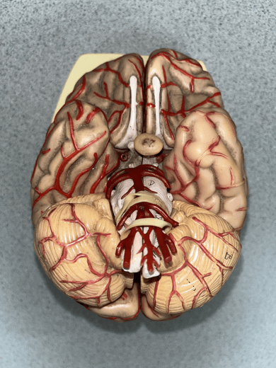 <p>• An artery of the cerebral circulation (not shown).</p>
<p>• Connects the right and left anterior cerebral arteries.</p>