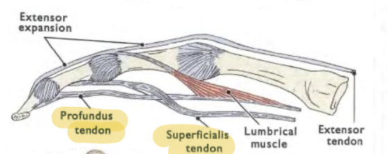 <p>Superficialis tendon and profundus tendon</p>