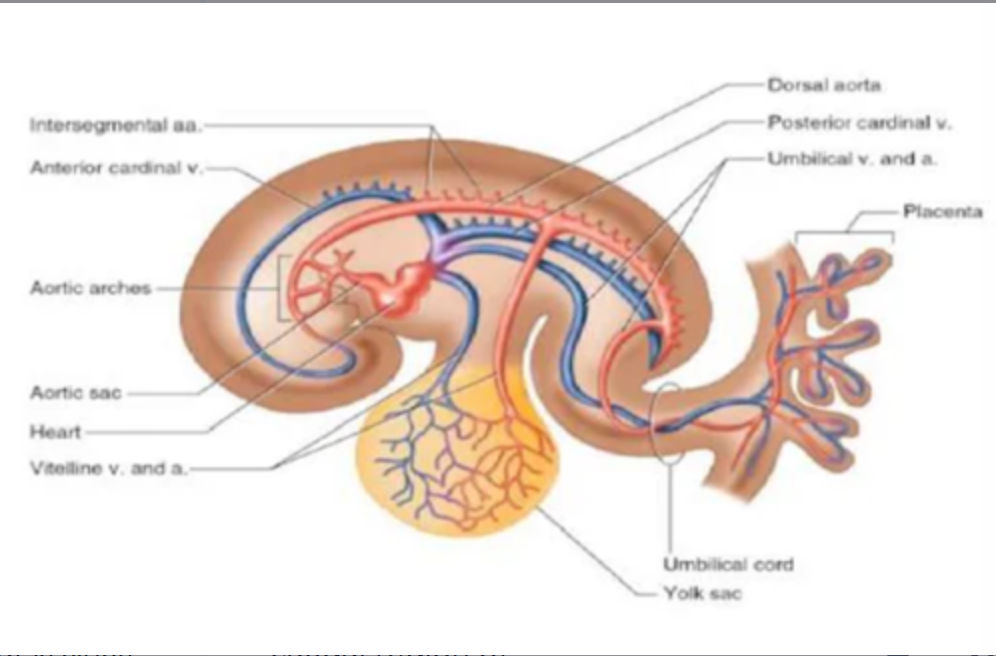 <p>Two dorsal aortas fuse in the _____ half of the embryo to form ____ ____ _____</p>