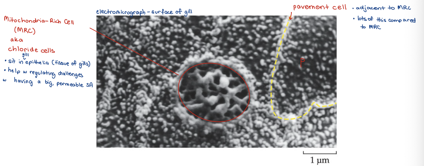 <ul><li><p>Mitochondria Rich Cell (MRC)</p></li><li><p>pavement cell</p></li></ul><p></p>