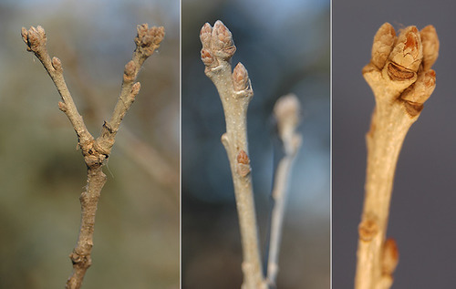 Blade: oak patterned with "mushroom top", can be almost all one
Reproductive: acorn with "furry, textured" top
Bark: darker grey, can have deep furrows with age