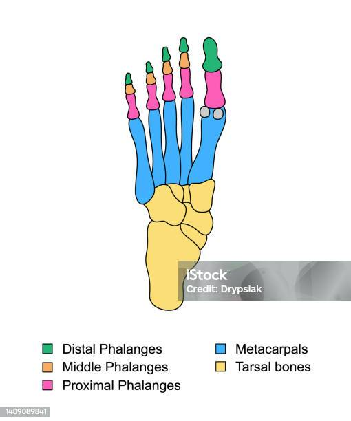 <p>on hands and feet</p>