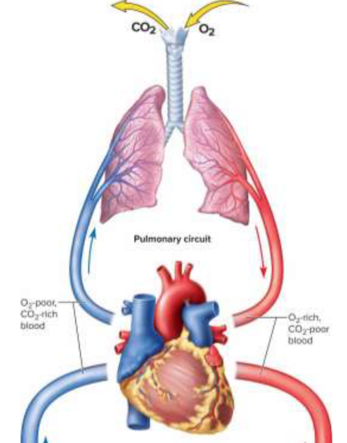 <p>Pulmonary circuit</p>