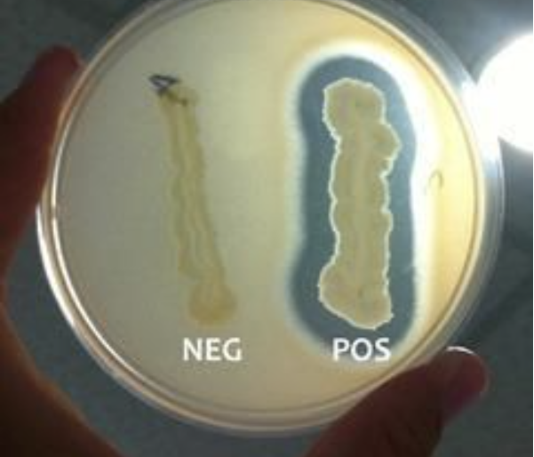 <p>What test is this?</p>