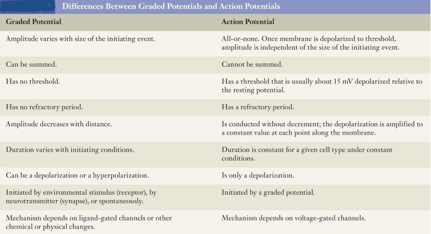 <p><u>Revisiting Compare and Contrast Chart between </u><strong><u>Graded and Action Potential </u></strong></p><p>a new explanation can be added with this info</p>