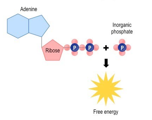 <p>. adenosine diphosphate </p><p>. energy poor </p>