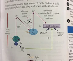 <p>1. Uses only Photosystem 1.</p><p></p><p>2. As light strikes Photosystem 1, a pair of electrons in the chlorophyll molecule at the reaction centre gain energy and become excited.</p><p></p><p>3. They escape from the chlorophyll and pass to an electron carrier system </p><p></p><p>4. They then pass back to Photosystem 1.</p><p></p><p>4. During the passage of electrons along the electron carriers, a small amount of ATP is generated.</p><p></p><p>5. No photolysis of water occurs, so no protons or oxygen are produced.</p><p></p><p>6. Therefore no reduced NADP is generated.</p>