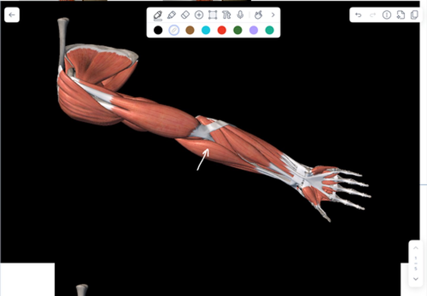 knowt flashcard image