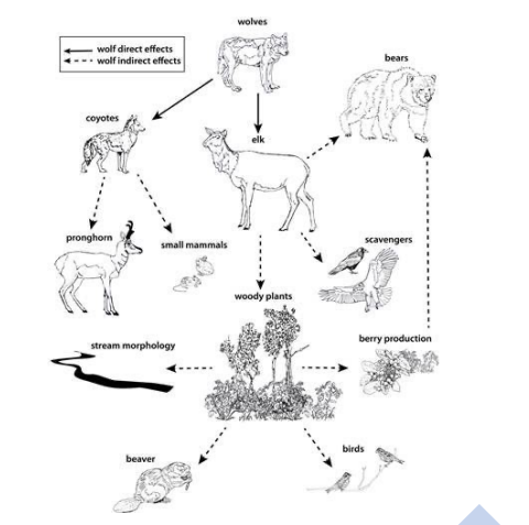 <ul><li><p>Wolves reintroduced to Yellowstone in 1995</p></li><li><p>elk decline </p></li><li><p>browsing decreasing </p></li><li><p>aspen height increase </p></li><li><p>Cottonwood trees increase</p></li><li><p>Willow tree ring area increase</p></li><li><p>Number of beaver colonies increase</p></li><li><p>Bison increase </p></li></ul><p></p>