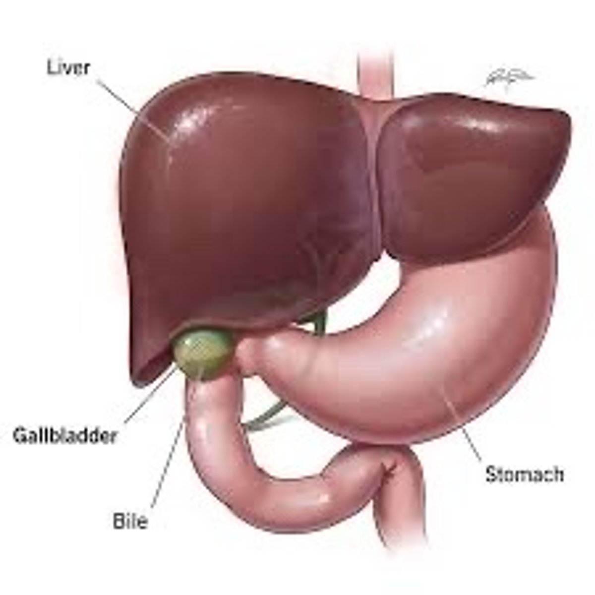 <p>A muscular sac attached to the liver that secretes bile and stores it until needed for digestion</p>