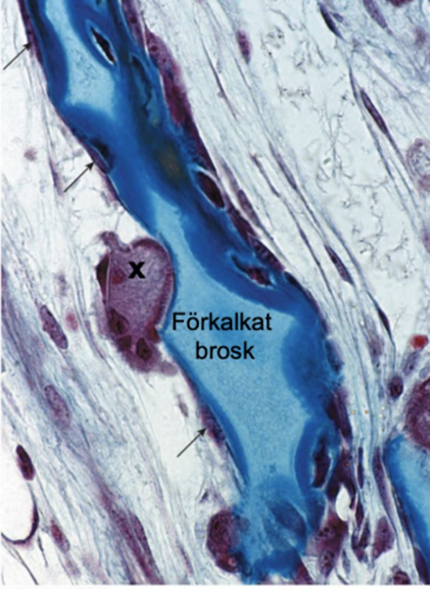 <p>Ruffled border - kraftigt veckat cellmembran som vätter mot ytan som ska brytas ned</p><p>Gör så att cellytan blir större</p>