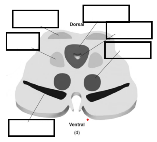 <p>Hoe is het tegmentum gestructureerd? &amp; Benoem ze op de foto</p>