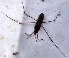 water striders