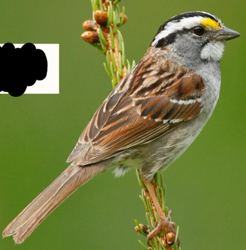 term image