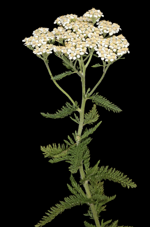 <ul><li><p>asteraceae family</p></li><li><p>lots of little leaves</p></li><li><p>millefolium = thousand leaves</p></li><li><p>can be used to stop bleeding</p></li></ul><p></p>