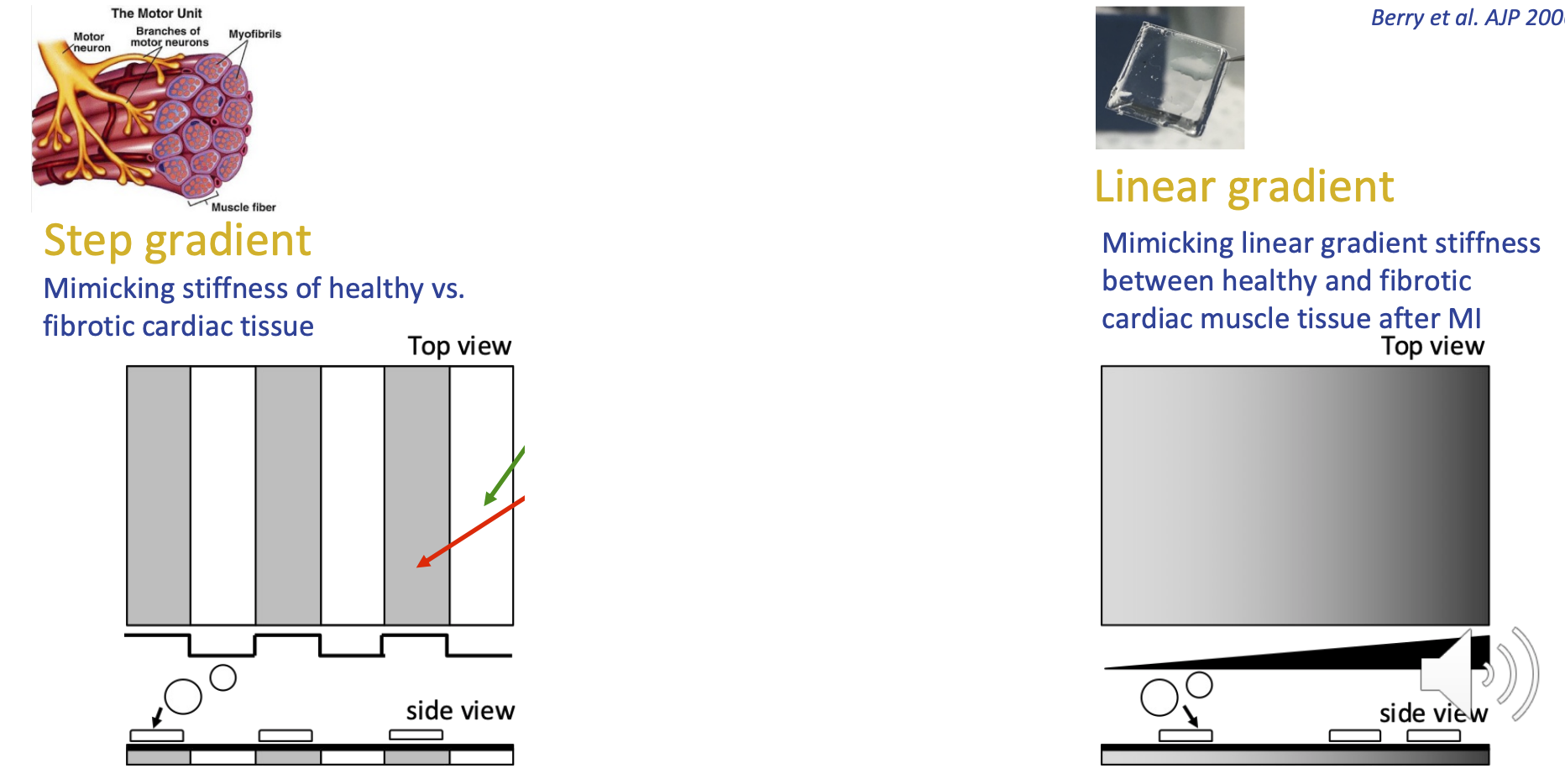<p>Step gradient = mimicking healthy tissue vs fibrotic cardiac tissue</p><ul><li><p>one strip of each</p></li></ul><p>Linear gradient = mimicking linear gradient between healthy and fibrotic cardiac muscle tissue after MI</p><ul><li><p>gradual transition from healthy to disease-like </p></li></ul><p></p>