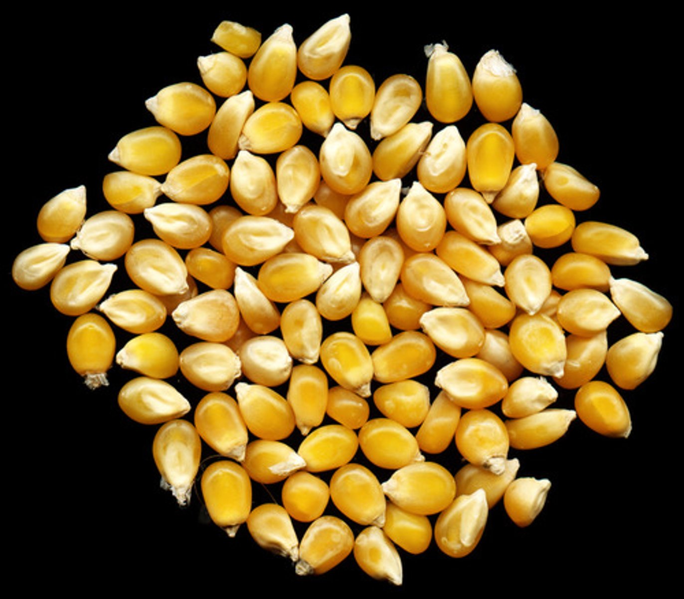 <p>A tough outer covering of a seed, formed from the outer coat of an ovule (integuments)</p>