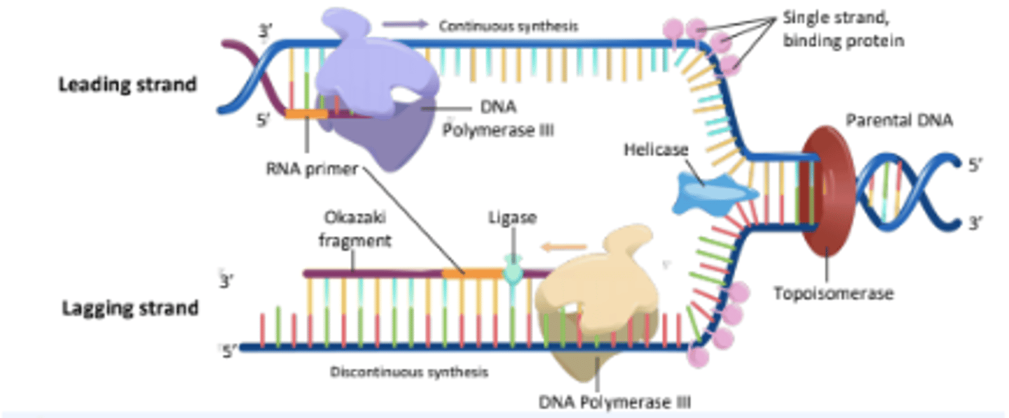 <p>An enzyme that seals gaps between Okazaki fragments on the lagging strand, forming a continuous DNA strand.</p>