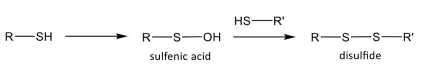 <p>forms a sulfenic acid</p><p>this can react with another thiol and form a disulfide bridge</p>
