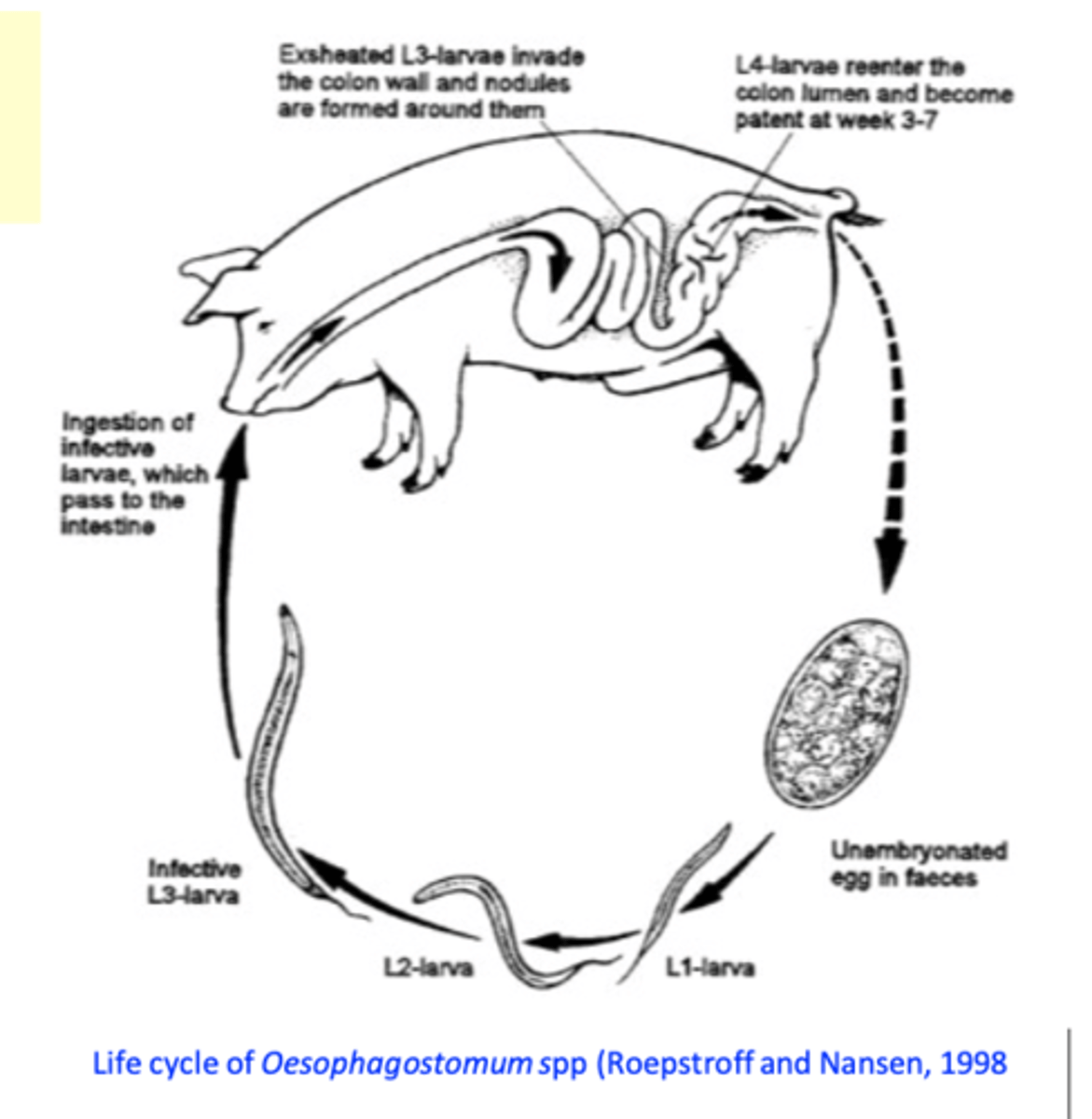 <p>• Eggs are shed in the environment;</p><p>Egg -&gt; L1 -&gt; L2 -&gt; L3: 7 days at 25-26C;</p><p>After ingestion L3s enter the submucosa of the large intestine and molt to L4 (cause nodules);</p><p>L4s return to the lumen and molt into adults;</p><p>Infection by ingestion of L3  L3 can survive one year outdoors</p><p>PPT: as short as 18-21 days</p>