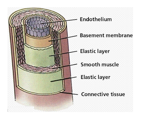 <ul><li><p><span>Carry blood away from the heart to the tissues of the body</span></p></li><li><p><span>Composed of <mark data-color="red">(outer layer) connective tissue,</mark> <mark data-color="yellow">(middle layer) smooth muscle,</mark> and <mark data-color="blue">(inner layer) epithelial cells</mark></span></p></li><li><p><span>Are strong and elastic to withstand the pressure of the fluid they carry</span></p></li><li><p><span>Artery expansion is felt as a pulse</span></p></li></ul>