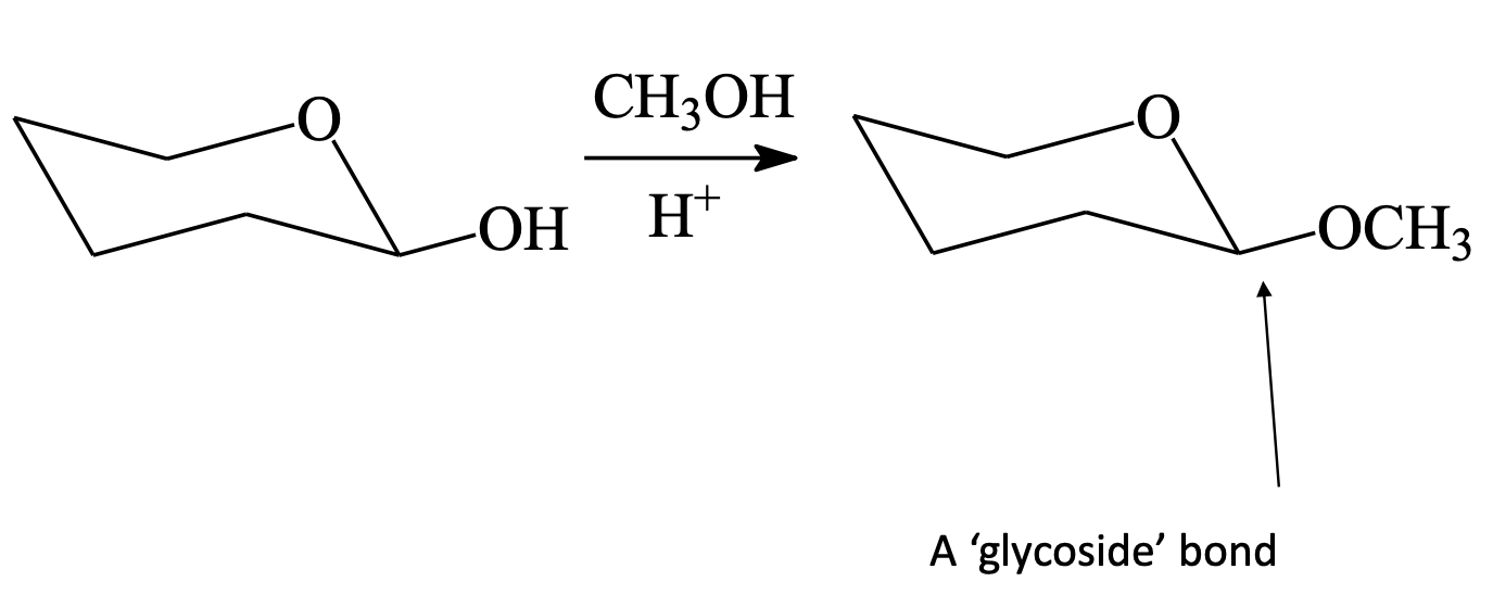 <p>When a<span style="color: blue"> <strong>monosaccharide hemiacetal</strong></span><strong> </strong>reacts with a <span style="color: blue"><strong>alcohol</strong></span><strong> </strong></p>