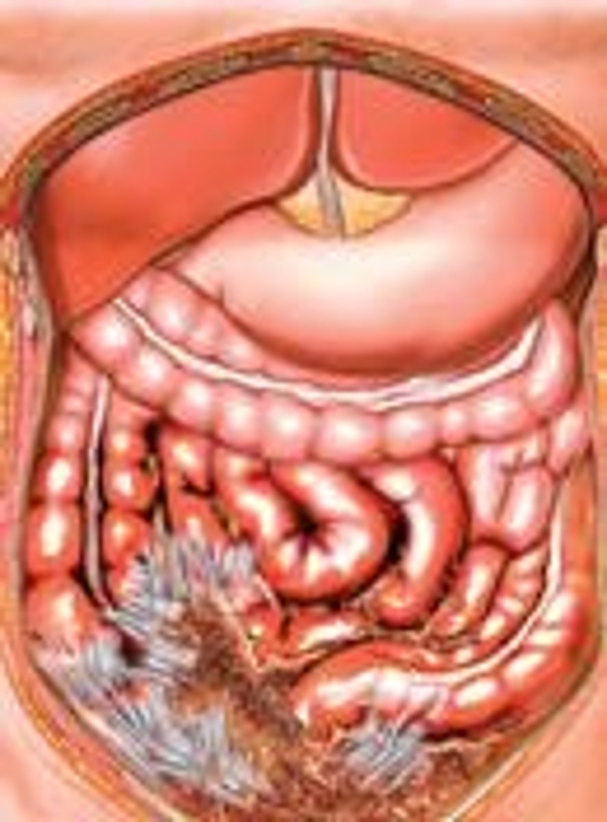 <p>It routes blood vessels, lymphatics, and nerves, holds organs in place, and stores fat.</p>