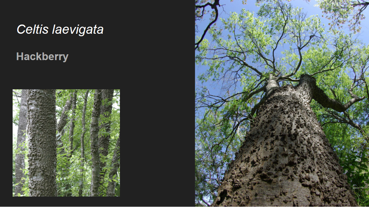 <p>Celtis laevigata</p><p>Hackberry</p>