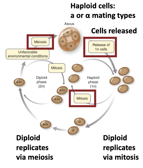 <ul><li><p>Yeast and Chlamydomonas may <strong><em>alternate</em></strong> <strong><em>haploid/diploid </em></strong>stages.</p><ul><li><p>Allows for <strong><em>better survival</em></strong> and <strong><em>genetic variation</em></strong></p></li></ul></li><li><p>Saccharomyces can undergo <strong><em>meiosis</em></strong> to form an <strong><em>ascus</em></strong>.</p><ul><li><p>Haploid mating types can fuse to reproduce <strong><em>sexually</em></strong> or be maintained by <strong><em>asexual mitosis.</em></strong></p></li></ul></li></ul><p></p>