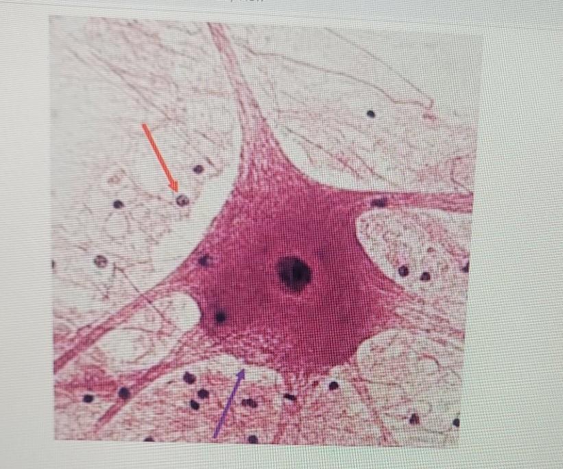 <p>Name this muscular tissue </p>