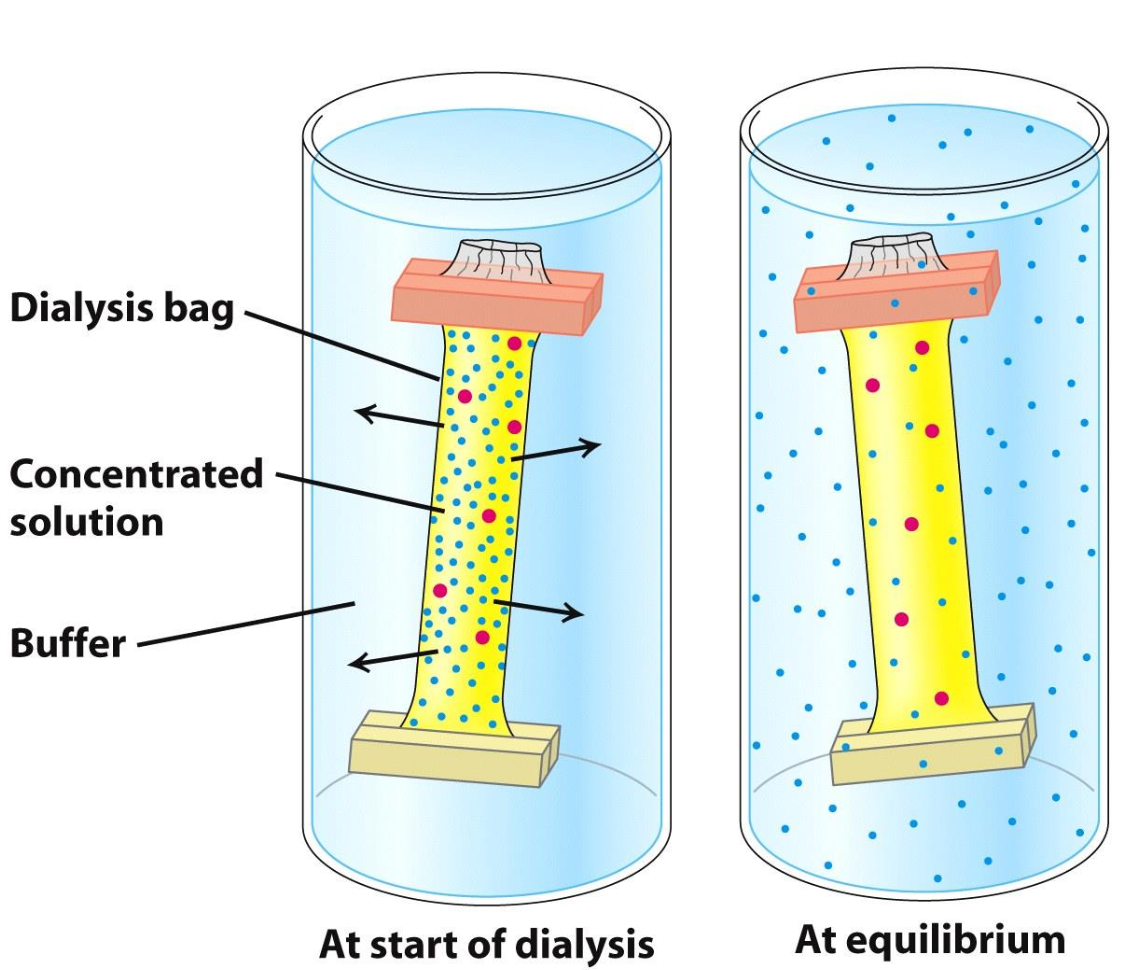 <p>Protein solution is placed in a bag w/ pores allowing protein to diffuse and salt to equilibrate w/ surrounding solution</p><p>✦ molecules smaller than pores of bag move from high concentration (in bag) to an area of low concentration (surrounding sol)</p><p>✦ blue molecules found in = concentrations inside and out</p>