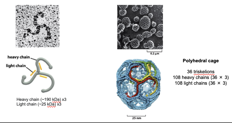 <ul><li><p>clathrin is the main structural protein that forms the outer shell of the vesicle during endocytosis or TGN sorting</p></li><li><p>forms a 3-legged structure (triskelion): has 3 heavy and 3 light chains </p></li><li><p>the shape allows it to link to other triskelions at flexible joints</p></li><li><p>isolated triskelions spontaneously self-assemble into a polyhedral cage</p><ul><li><p>the cage bends the membrane and gives vesicles their shape&nbsp;</p></li></ul></li></ul><p></p>
